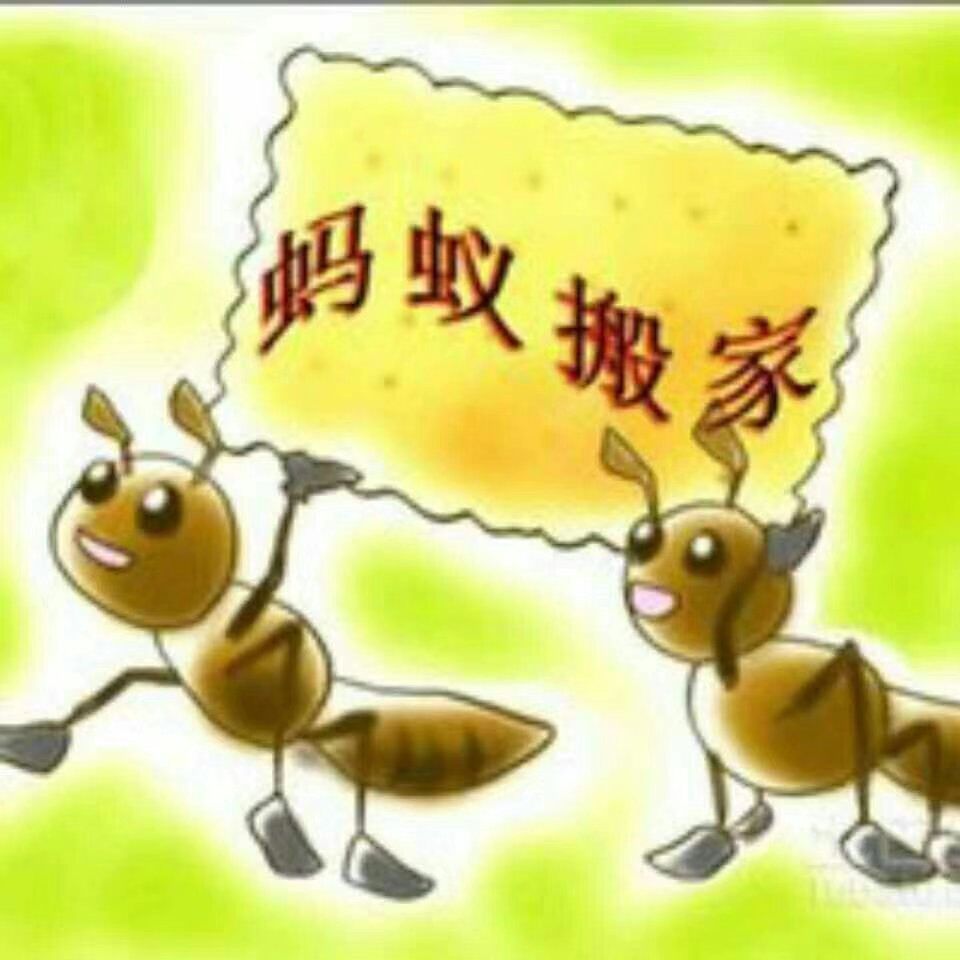 螞蟻搬家太多如何確定選擇青島螞蟻搬家